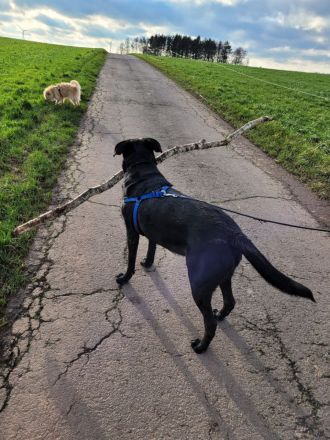 Labradormix dringend abzugeben
