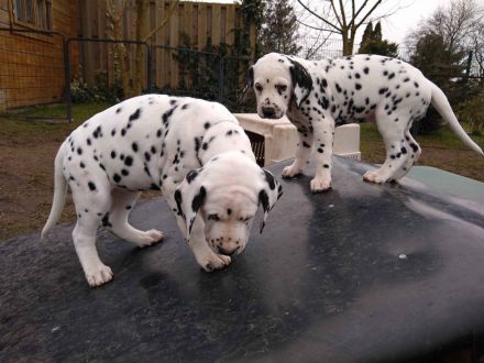 Update: Freya sucht ihre neue spezielle Familie- ab sofort abzugeben (mit Papieren, DVD/VDH/FCI)