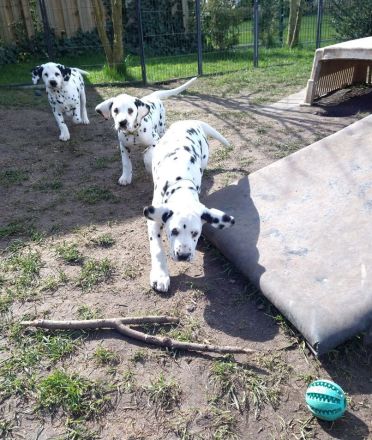 Update: Freya sucht ihre neue spezielle Familie- ab sofort abzugeben (mit Papieren, DVD/VDH/FCI)