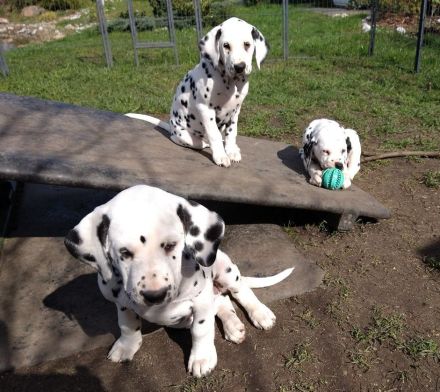 Update: Freya sucht ihre neue spezielle Familie- ab sofort abzugeben (mit Papieren, DVD/VDH/FCI)