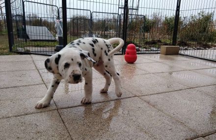 Update: Freya sucht ihre neue spezielle Familie- ab sofort abzugeben (mit Papieren, DVD/VDH/FCI)