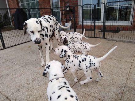 Update: Freya sucht ihre neue spezielle Familie- ab sofort abzugeben (mit Papieren, DVD/VDH/FCI)