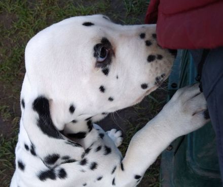 Update: Freya sucht ihre neue spezielle Familie- ab sofort abzugeben (mit Papieren, DVD/VDH/FCI)