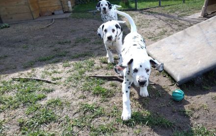 Update: Freya sucht ihre neue spezielle Familie- ab sofort abzugeben (mit Papieren, DVD/VDH/FCI)