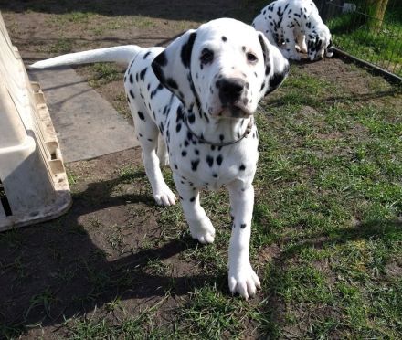 Update: Freya sucht ihre neue spezielle Familie- ab sofort abzugeben (mit Papieren, DVD/VDH/FCI)