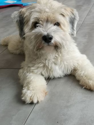 Erfahrener Deckrüde Havaneser - KEIN VERKAUF