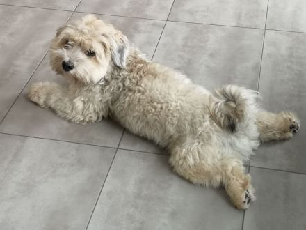 Erfahrener Deckrüde Havaneser - KEIN VERKAUF