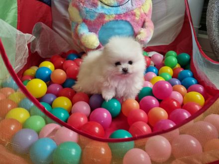 Pomeranian Zwergspitz Wrlpen mit Stammbaum