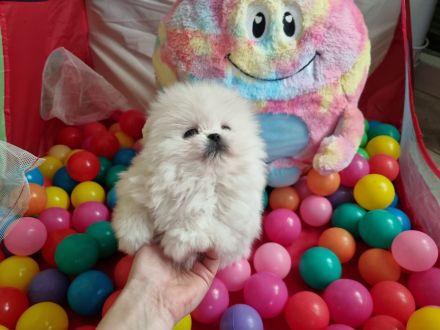 Pomeranian Zwergspitz Wrlpen mit Stammbaum