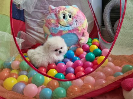 Pomeranian Zwergspitz Wrlpen mit Stammbaum