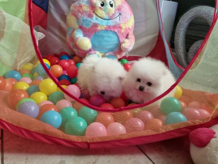 Pomeranian Zwergspitz Wrlpen mit Stammbaum