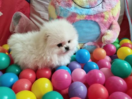 Pomeranian Zwergspitz Wrlpen mit Stammbaum