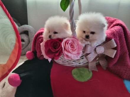 Pomeranian Zwergspitz Wrlpen mit Stammbaum