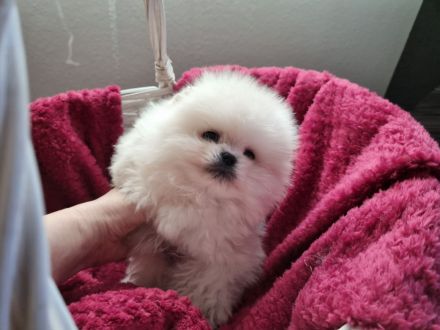 Pomeranian Zwergspitz Wrlpen mit Stammbaum