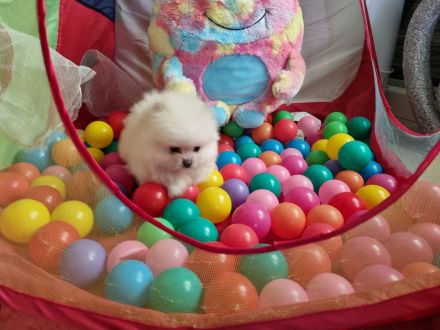 Pomeranian Zwergspitz Wrlpen mit Stammbaum