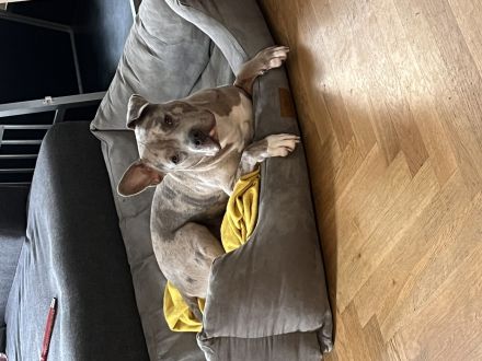 Kenzo sucht dringend neue Zuhause