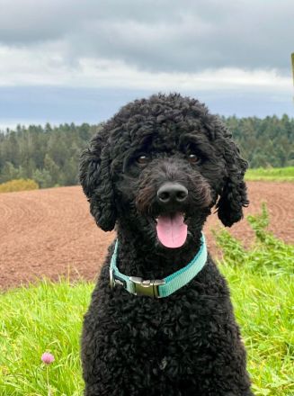 Deckrüde KLEINPUDEL Grosspudel schwarz, apricot Farben, WR-Höhe 47cm