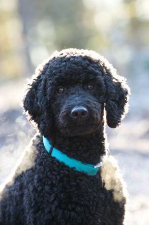 Deckrüde KLEINPUDEL Grosspudel schwarz, apricot Farben, WR-Höhe 47cm