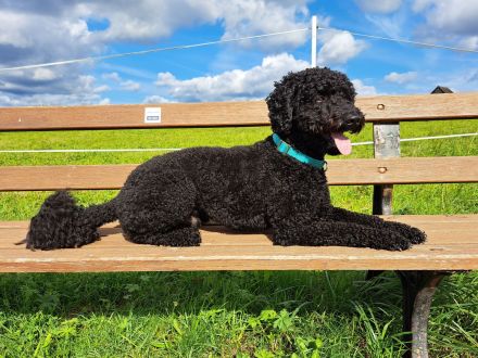 Deckrüde KLEINPUDEL Grosspudel schwarz, apricot Farben, WR-Höhe 47cm