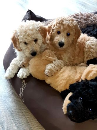 Deckrüde KLEINPUDEL Grosspudel schwarz, apricot Farben, WR-Höhe 47cm