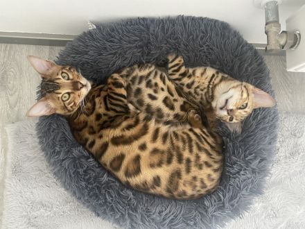 Bengal Katzen ( Er & Sie )