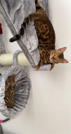 Bengal Katzen ( Er & Sie )
