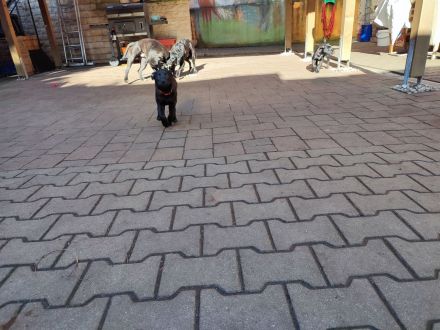 2 Mädels suchen noch