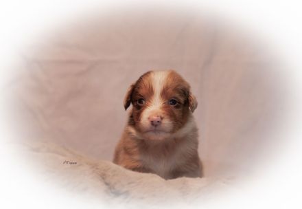 Australian Shepherd Welpen