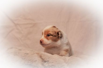 Australian Shepherd Welpen