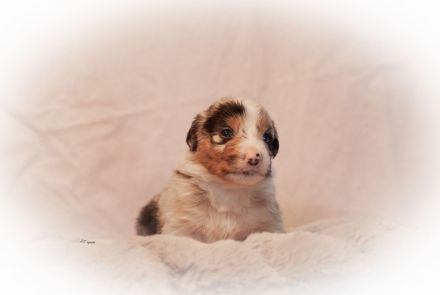 Australian Shepherd Welpen