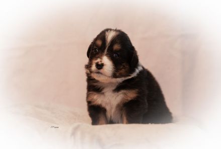 Australian Shepherd Welpen