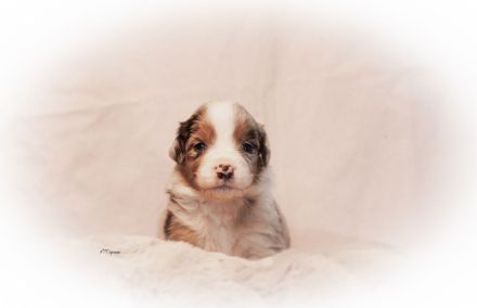 Australian Shepherd Welpen