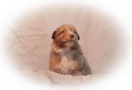 Australian Shepherd Welpen