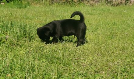 Zauberhafte, liebe Mischlingswelpen