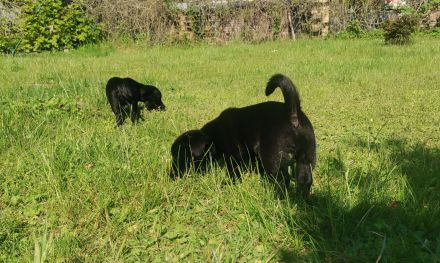 Zauberhafte, liebe Mischlingswelpen