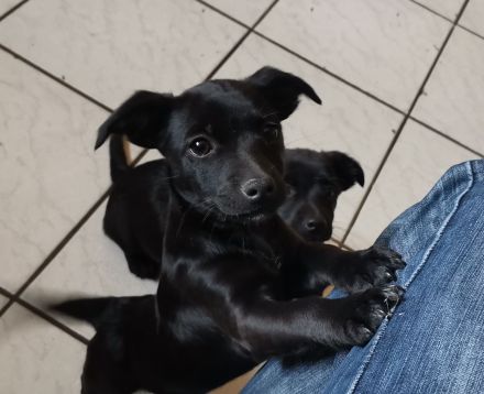 Zauberhafte, liebe Mischlingswelpen