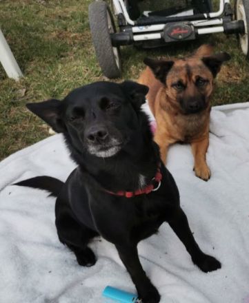 Zauberhafte, liebe Mischlingswelpen