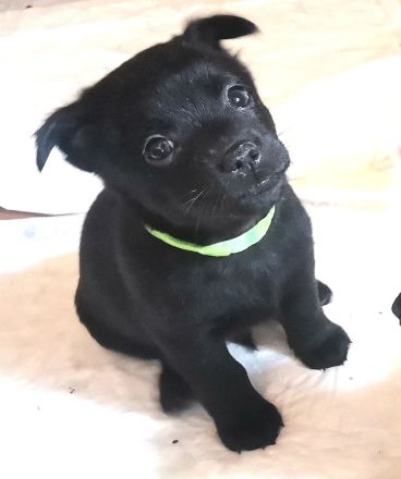 Zauberhafte, liebe Mischlingswelpen