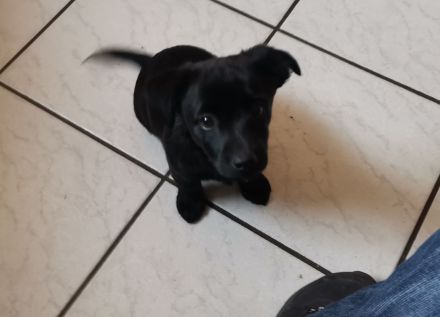 Zauberhafte, liebe Mischlingswelpen