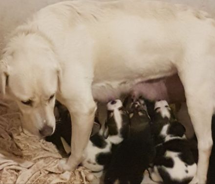 7 Beagle-Labrador Mischlingswelpen