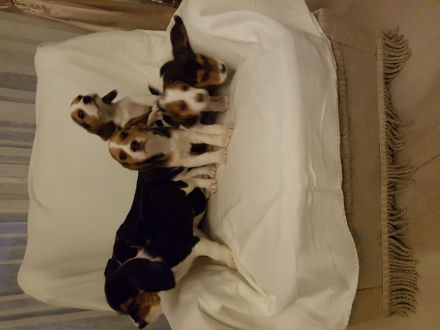 7 Beagle-Labrador Mischlingswelpen