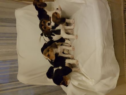 7 Beagle-Labrador Mischlingswelpen