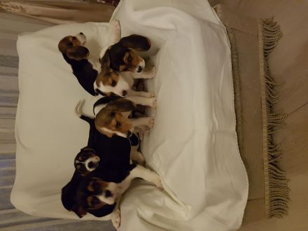 7 Beagle-Labrador Mischlingswelpen