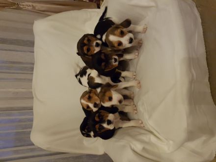 7 Beagle-Labrador Mischlingswelpen