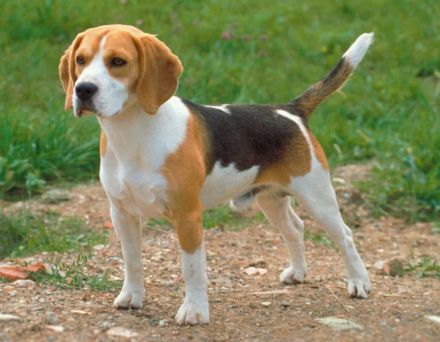 7 Beagle-Labrador Mischlingswelpen