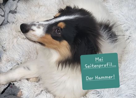 Wunderschöne Langhaar-Collie-Welpen sind abgabebereit