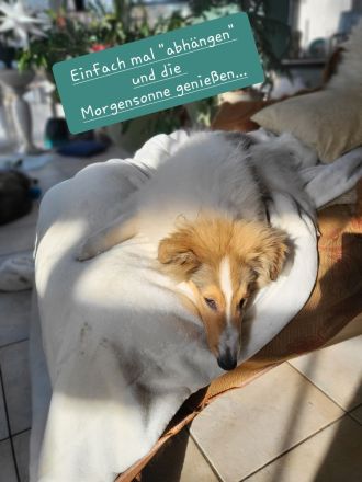 Wunderschöne Langhaar-Collie-Welpen sind abgabebereit