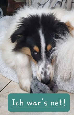 Wunderschöne Langhaar-Collie-Welpen sind abgabebereit