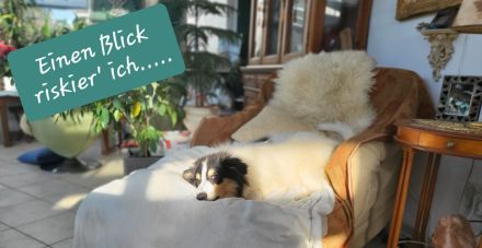 Wunderschöne Langhaar-Collie-Welpen sind abgabebereit