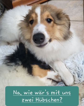 Wunderschöne Langhaar-Collie-Welpen sind abgabebereit